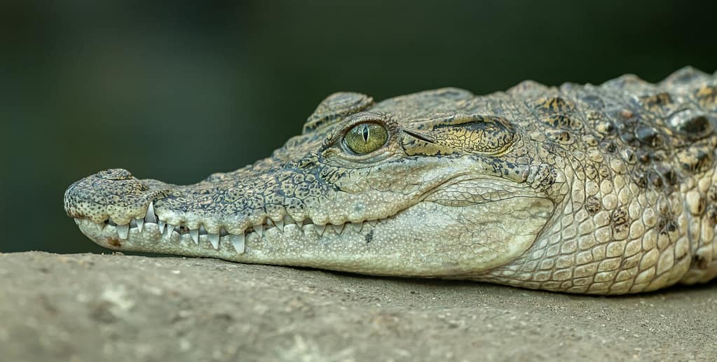Zack’s Alligator