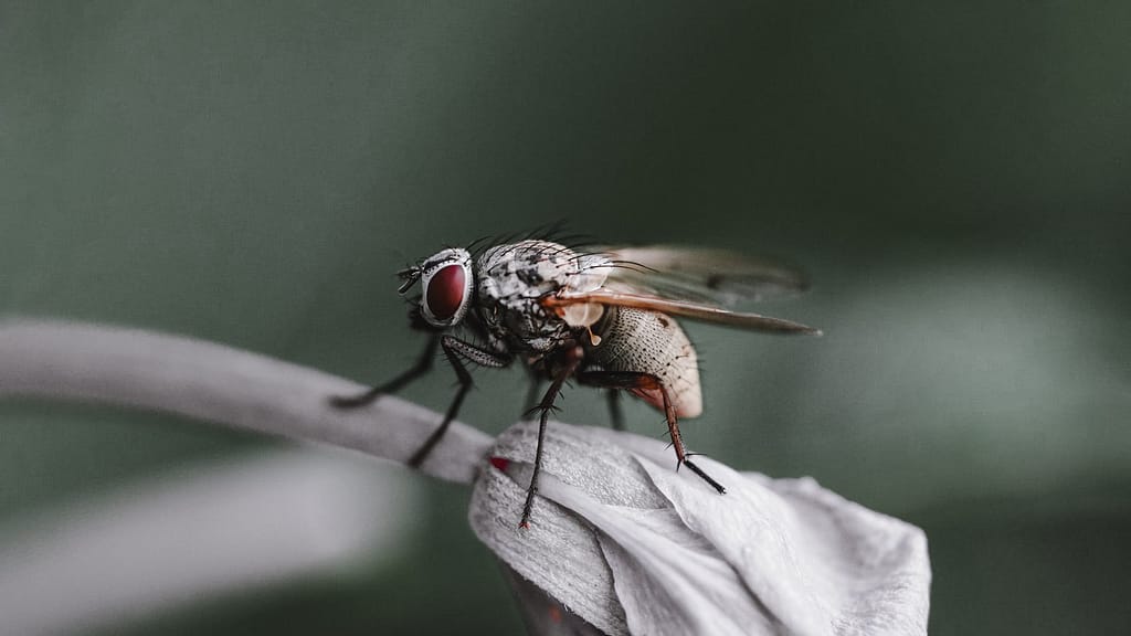 When the Fly Flew in