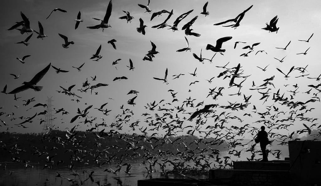 flat out, in their thousands, a soul