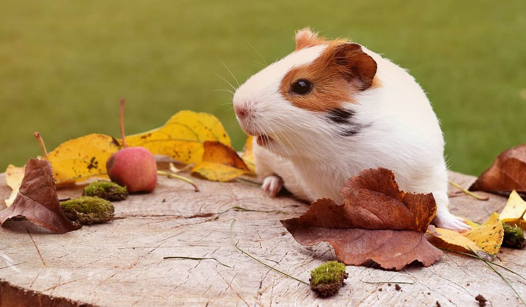 Hamster