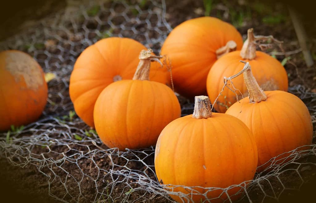 pumpklin
