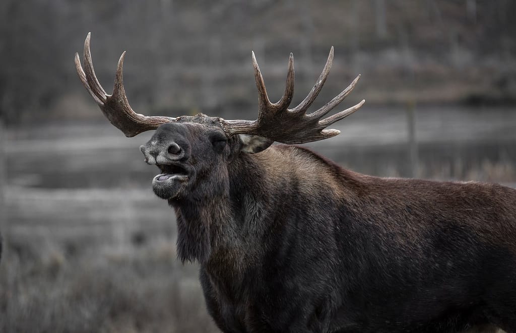 Moose Tracks