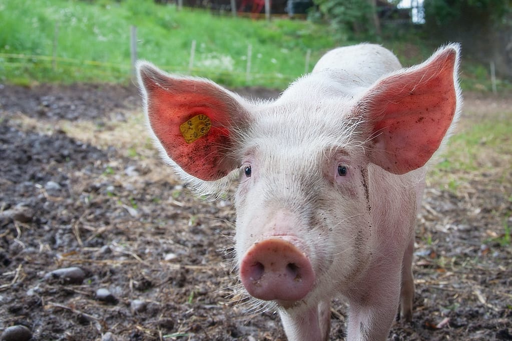 Small Pig