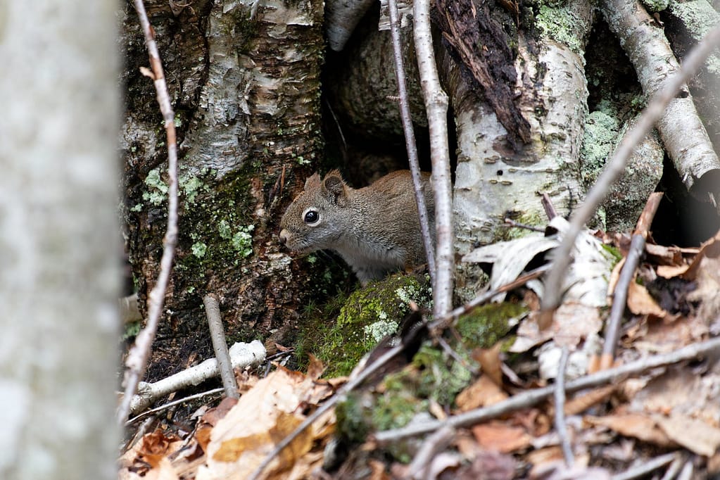 out in the sticks, pester, poke around