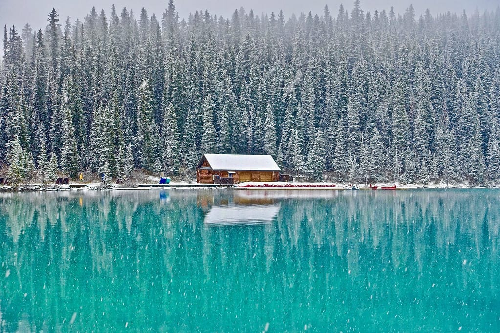 winter in forest