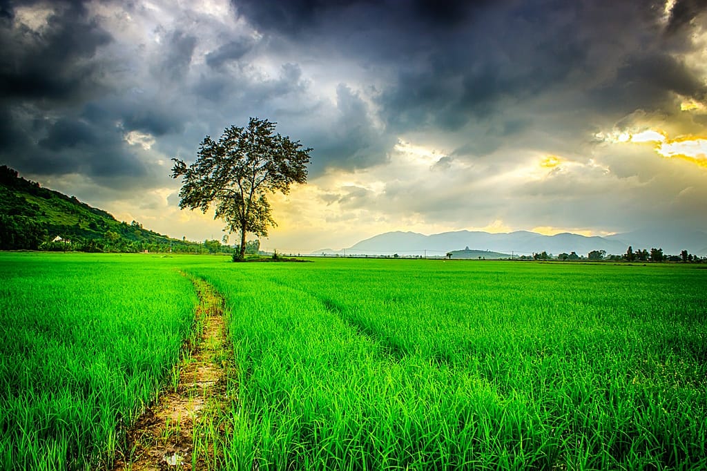 field