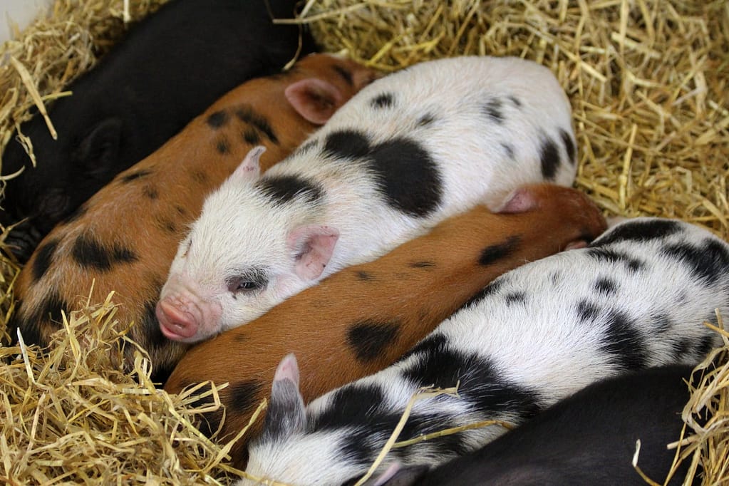 Brave Pig