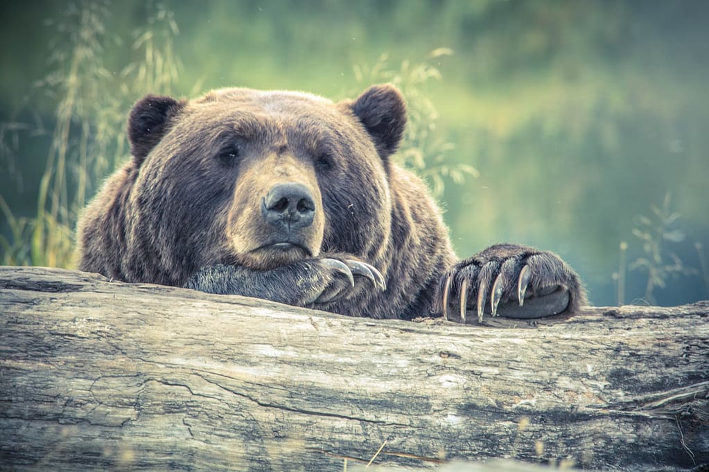 Bear Feels Sick