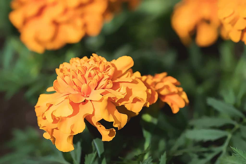 Marigold