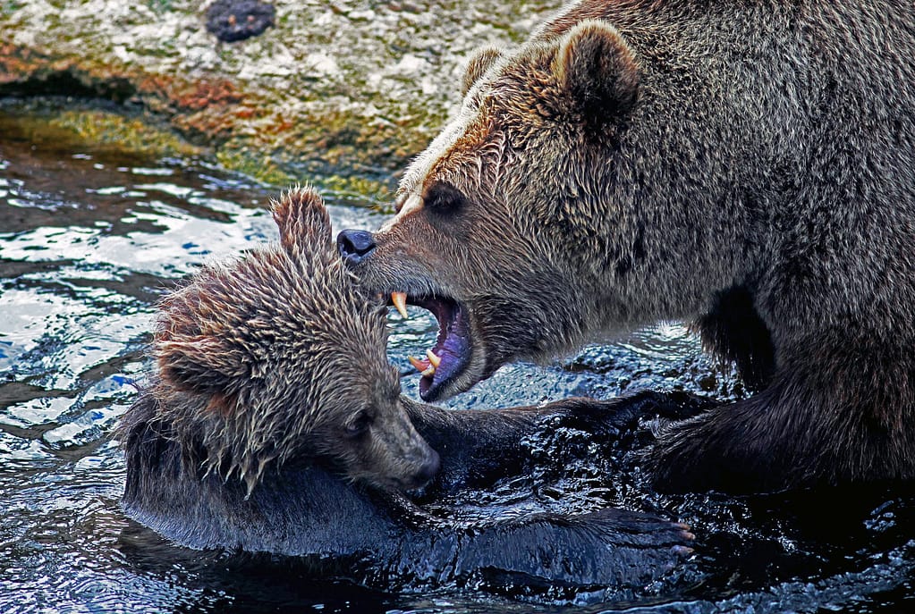 bears