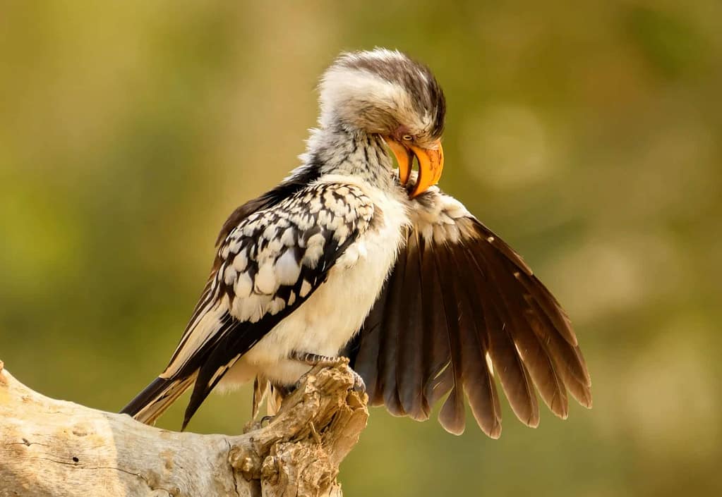 preen
