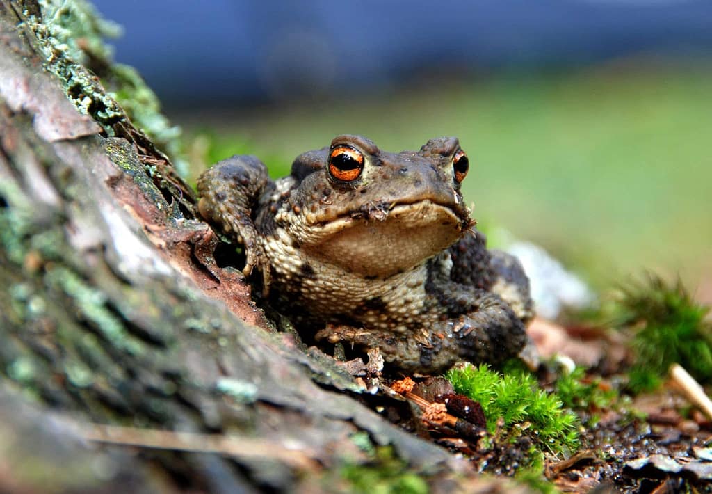 Commander Toad in Space