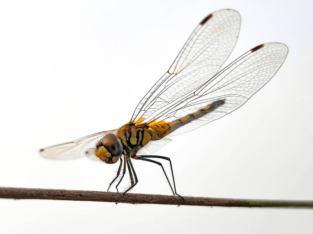 Sir Small and the Dragonfly