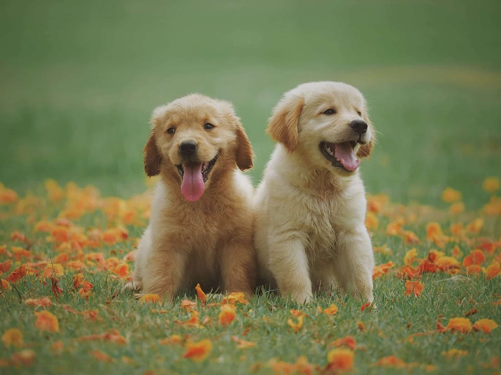Too Many Puppies