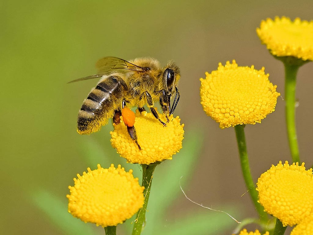 Buzz Said the Bee