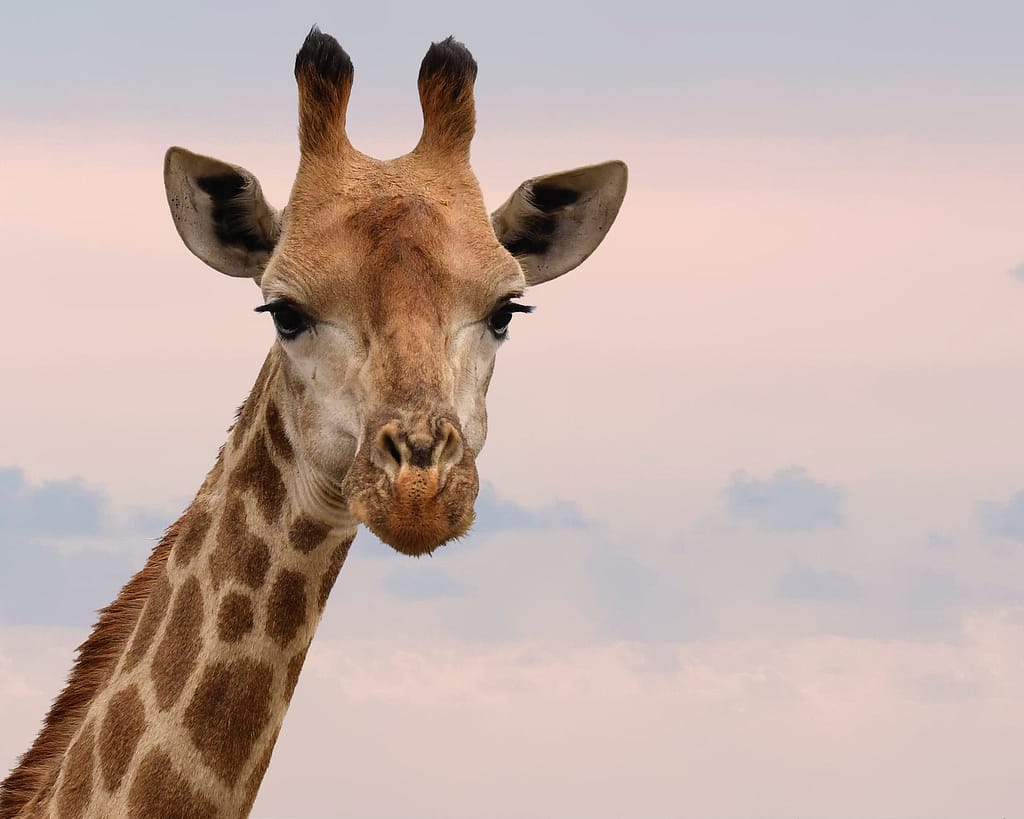 Big Max and the Mystery of the Missing Giraffe