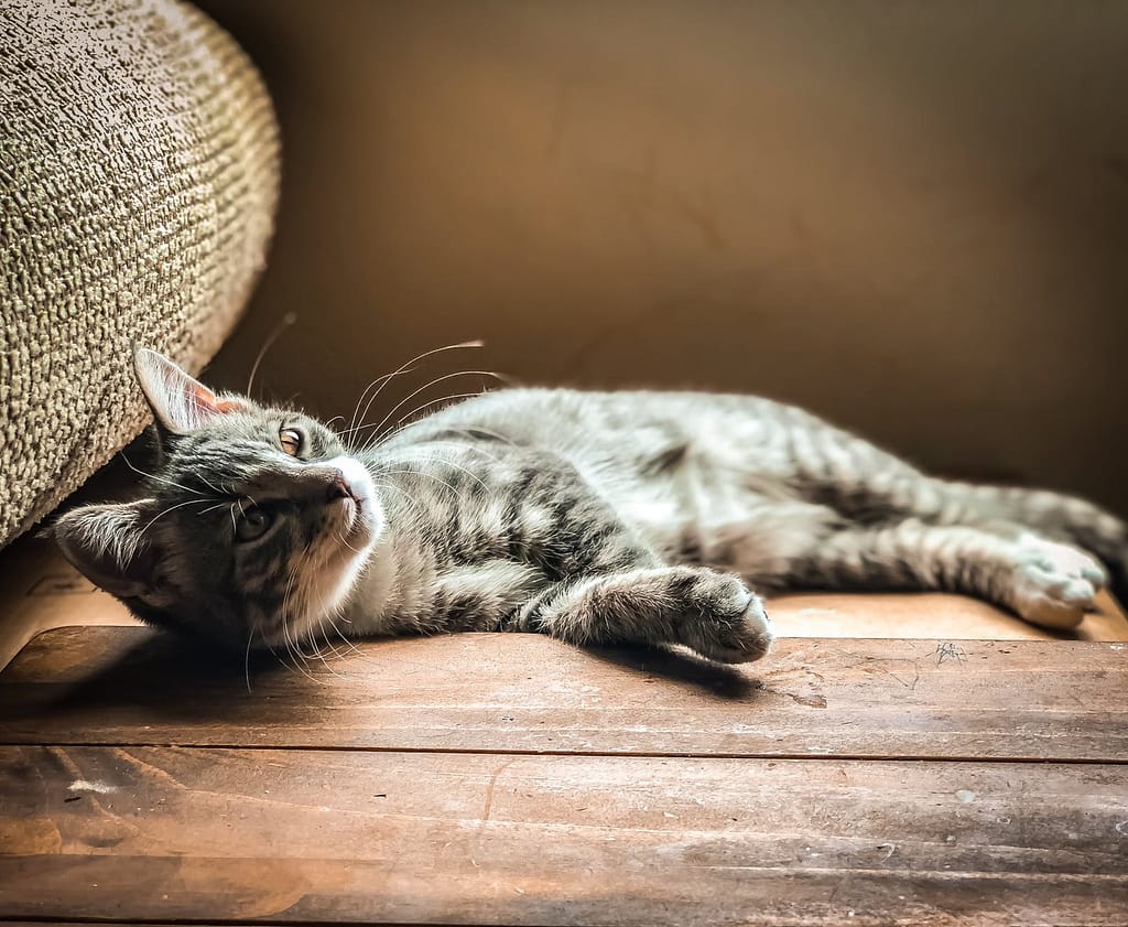 The Fat Cat Sat on the Mat