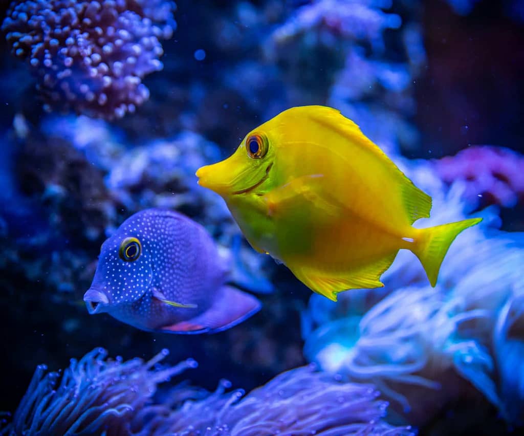 How Many Fish