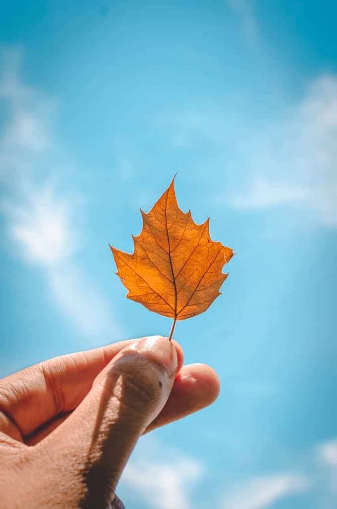 turn over a new leaf