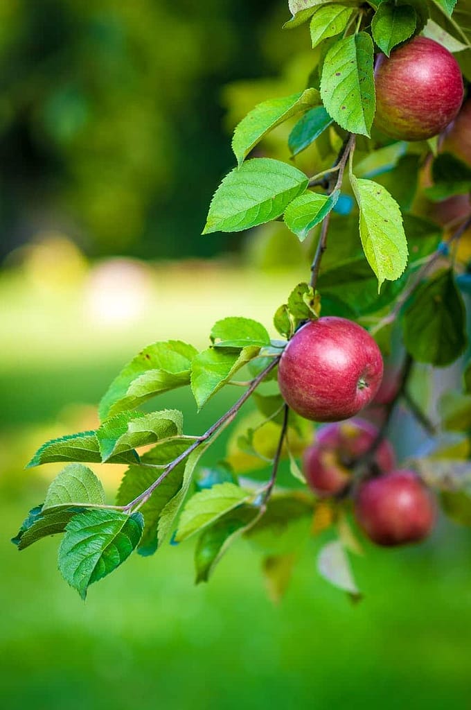 Johnny Appleseed