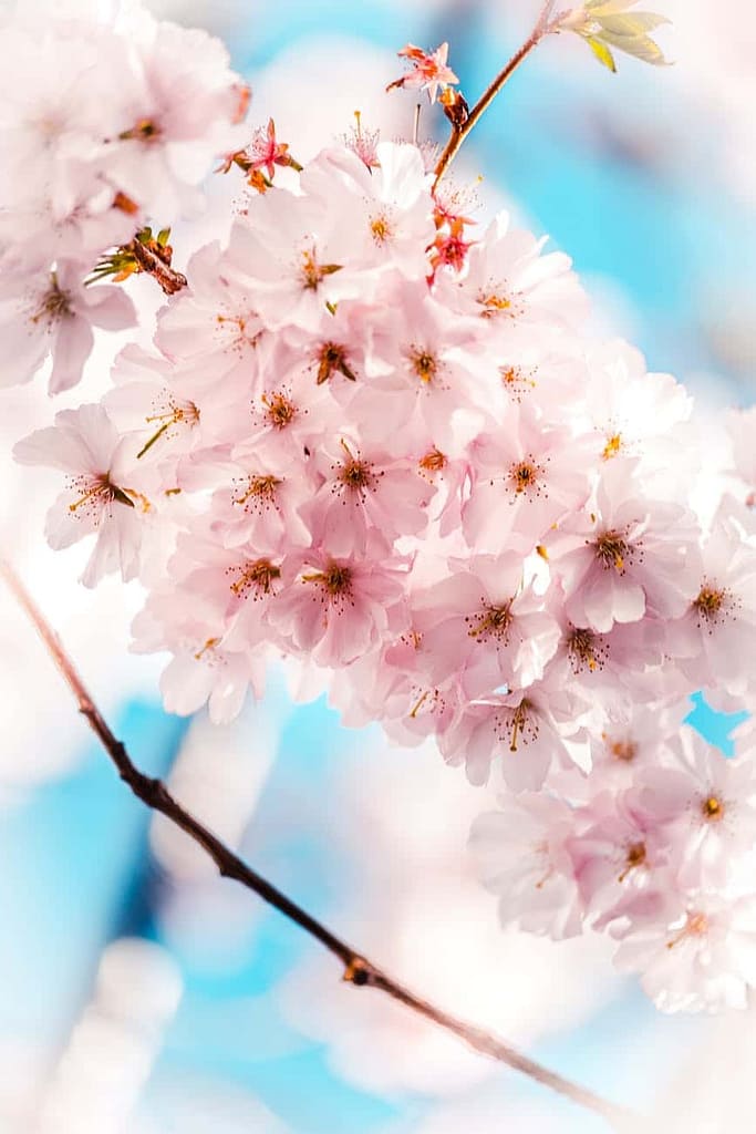 apple blossom