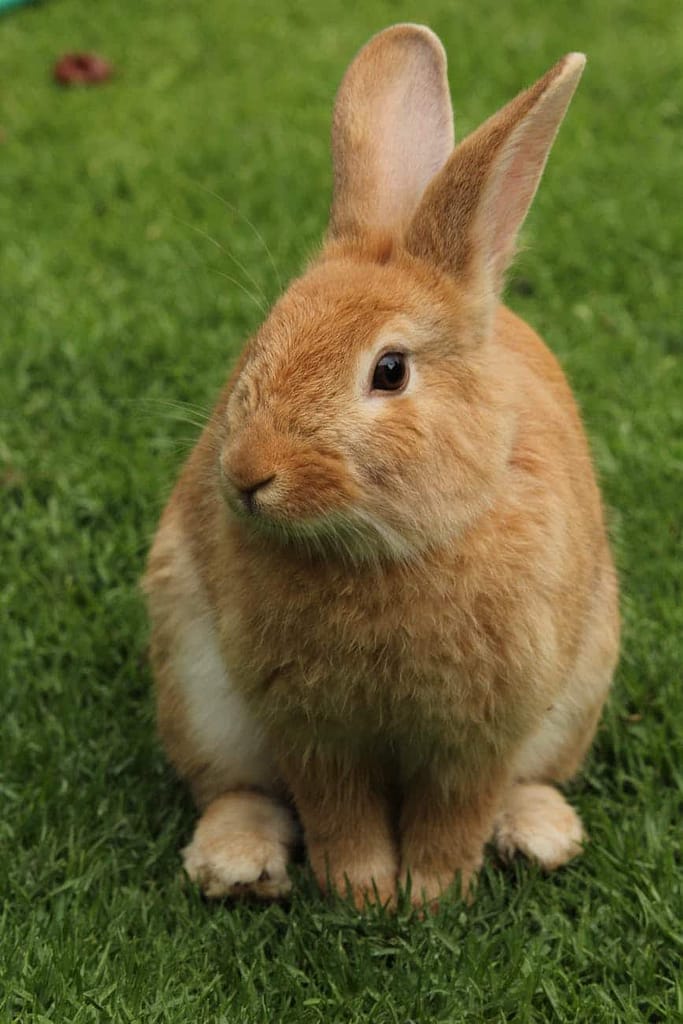 bunnicula