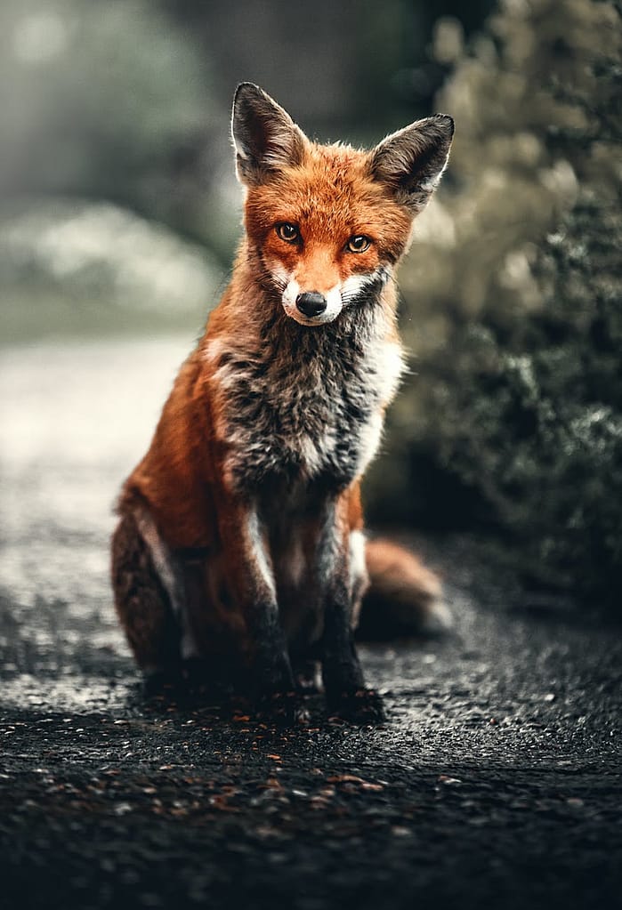 Fox Trot