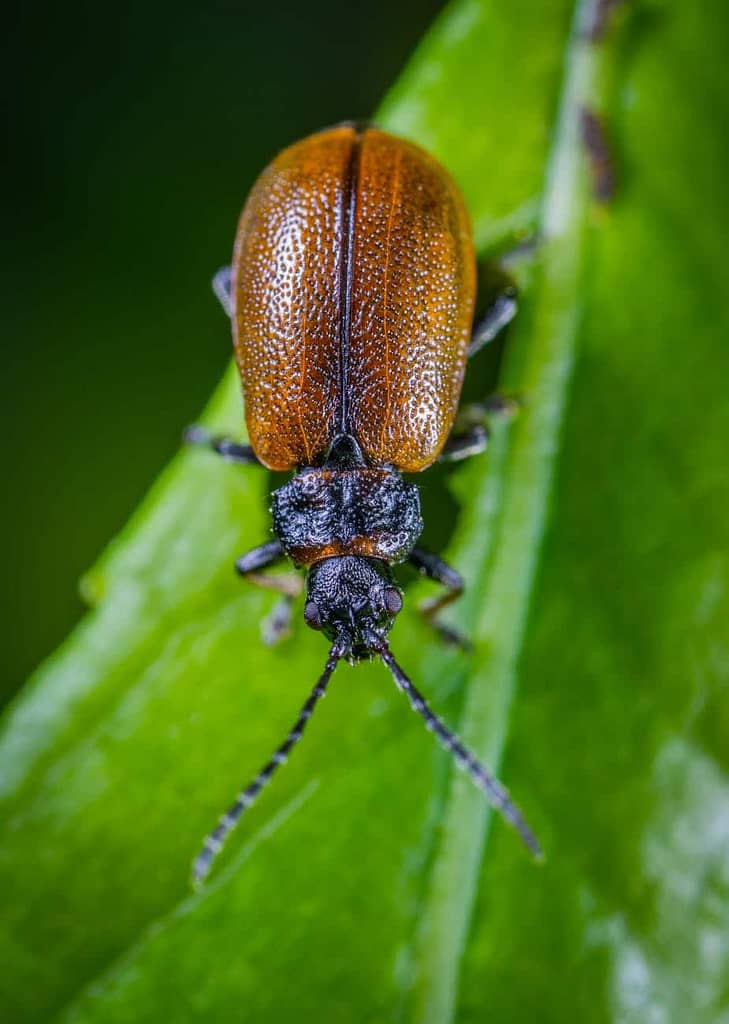 bug1