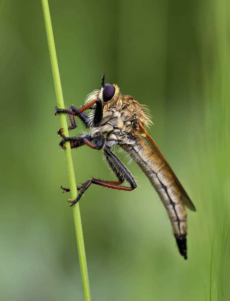 bug2