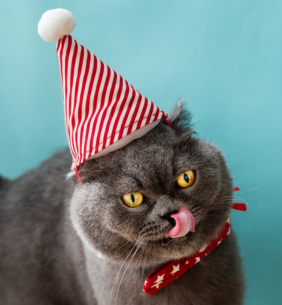 The Cat in the Hat