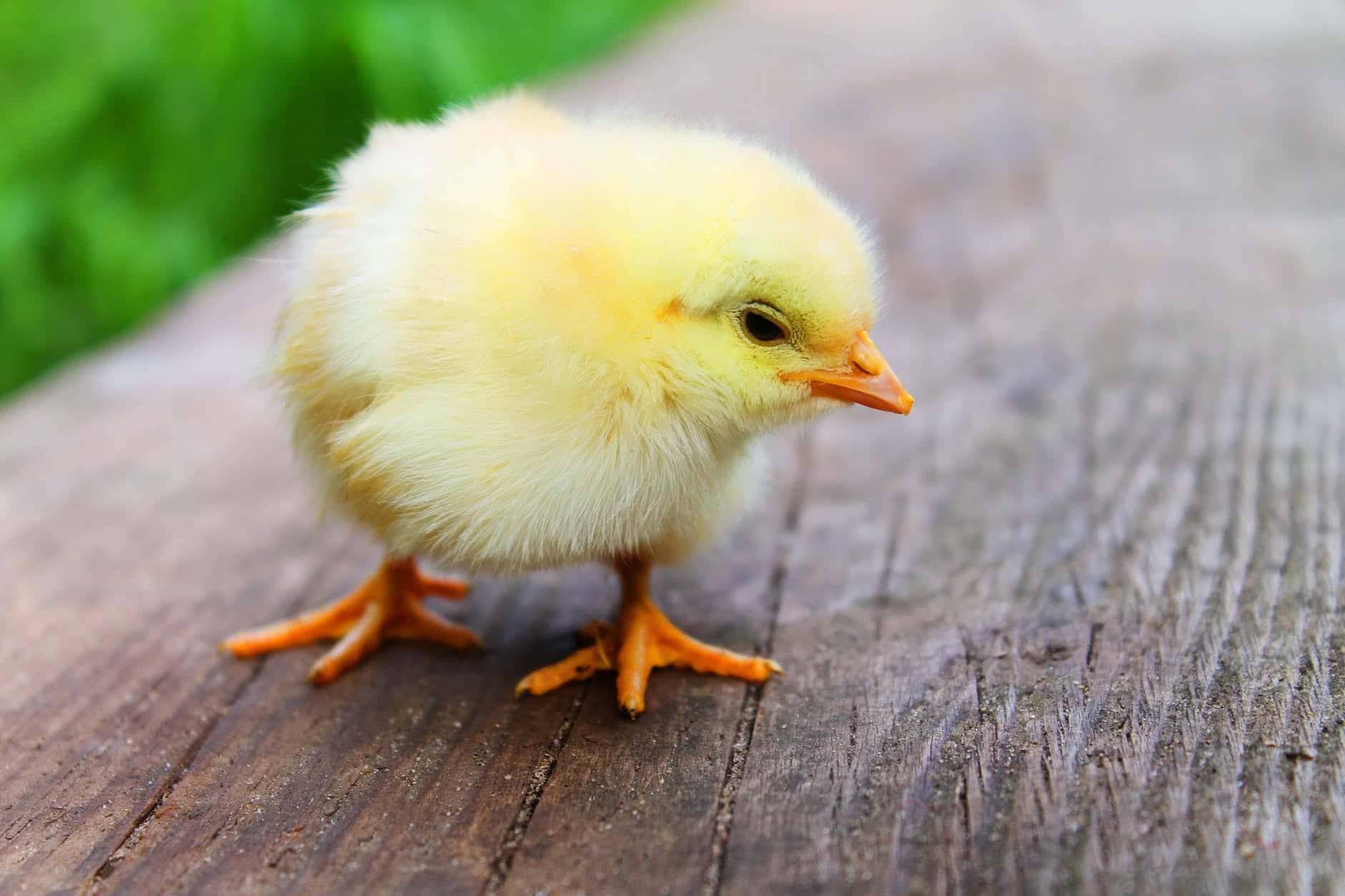 animal easter chick chicken