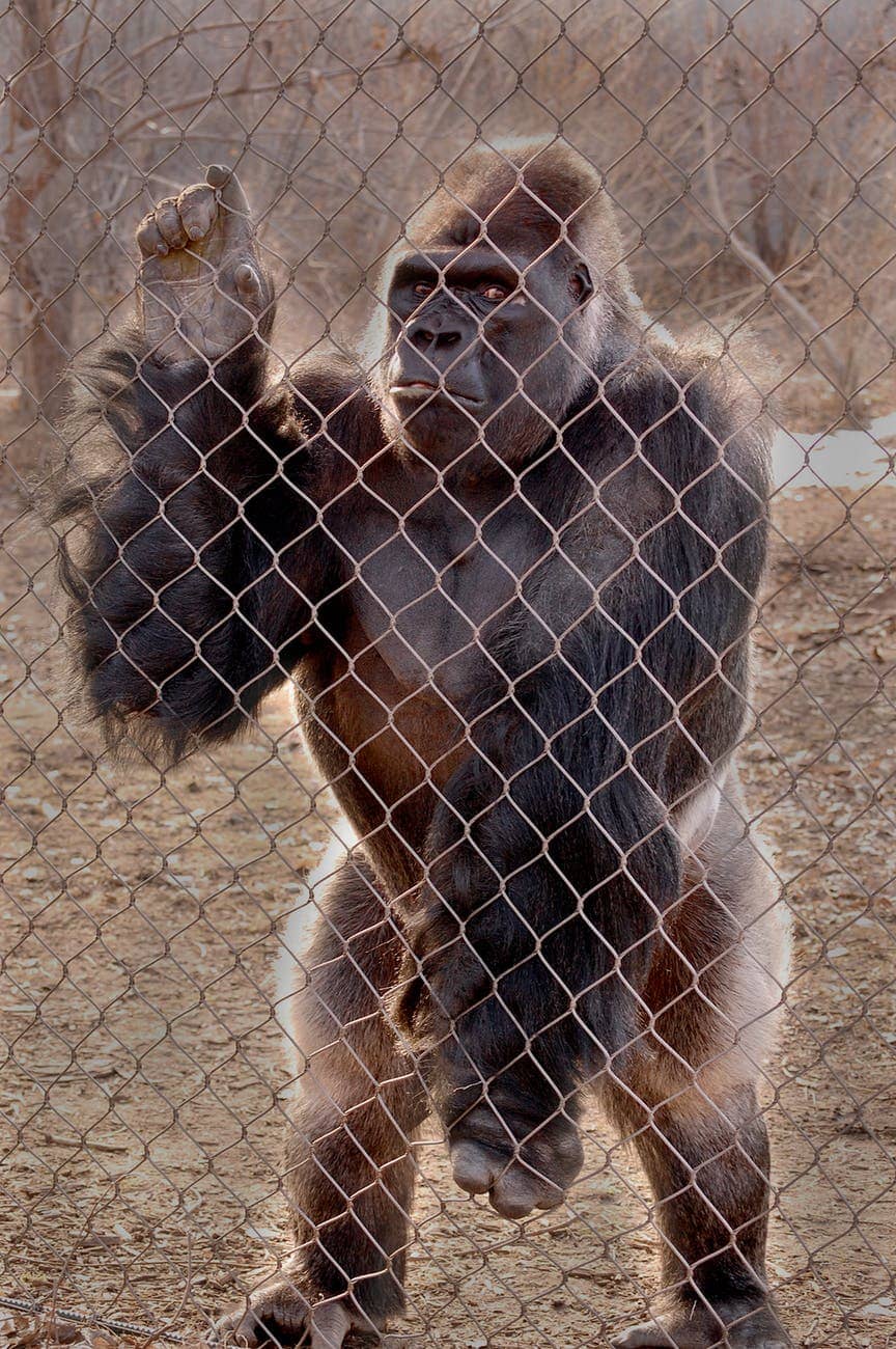 zoo gorilla ape monkey
