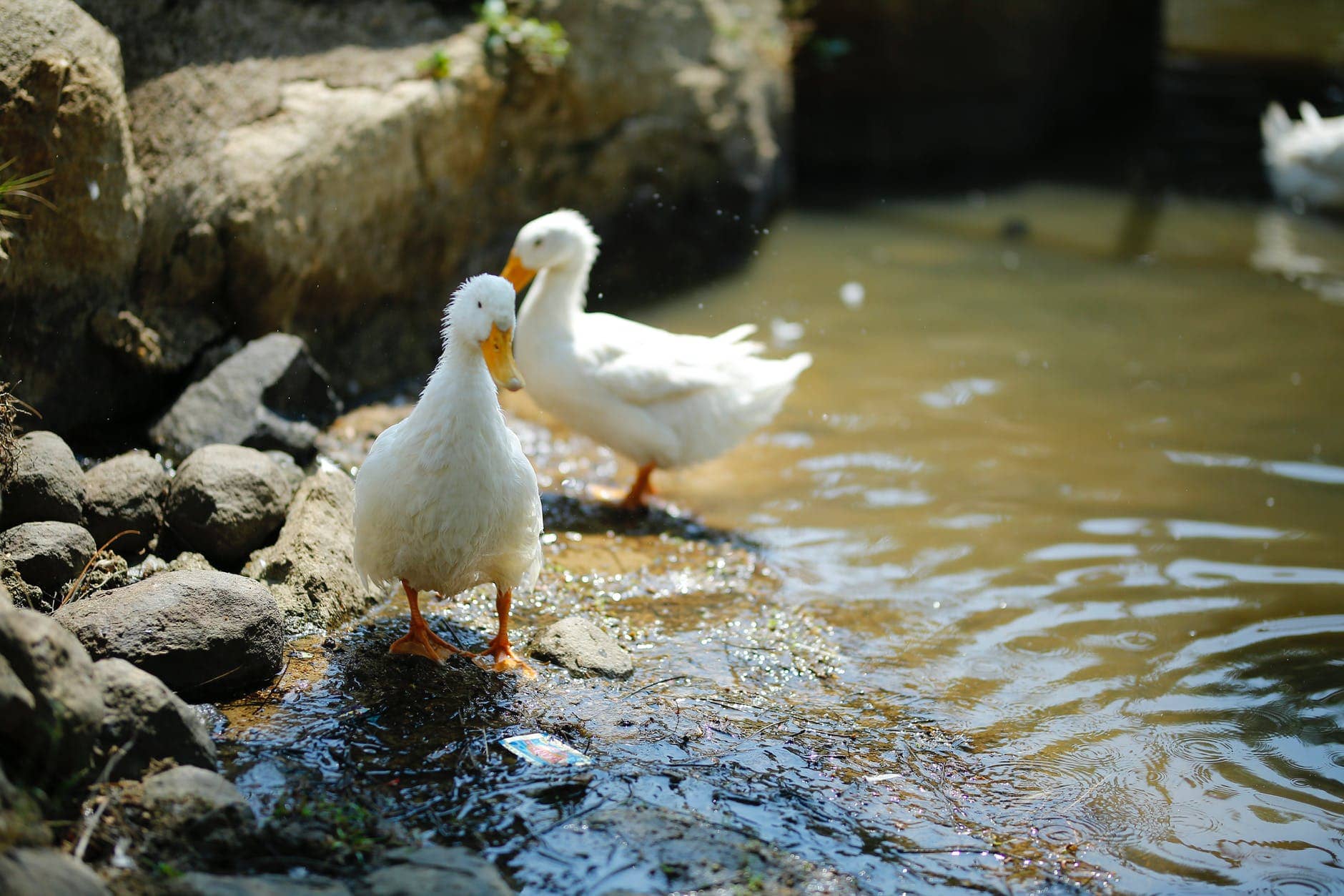 Lucky Duck