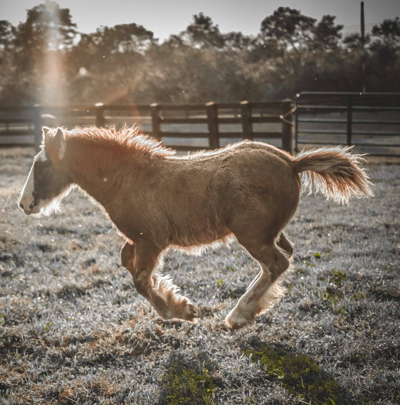 Harry’s Pony