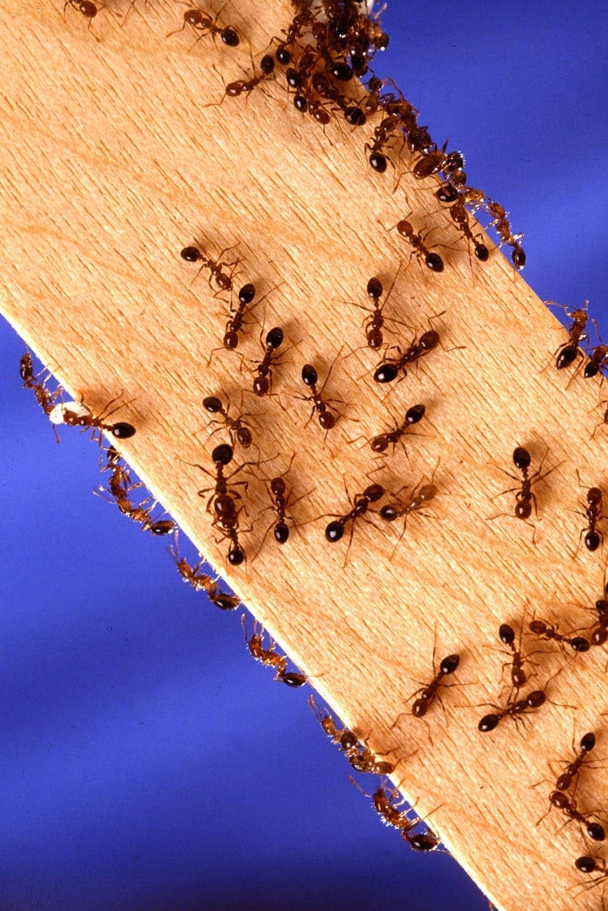 ants in your pants