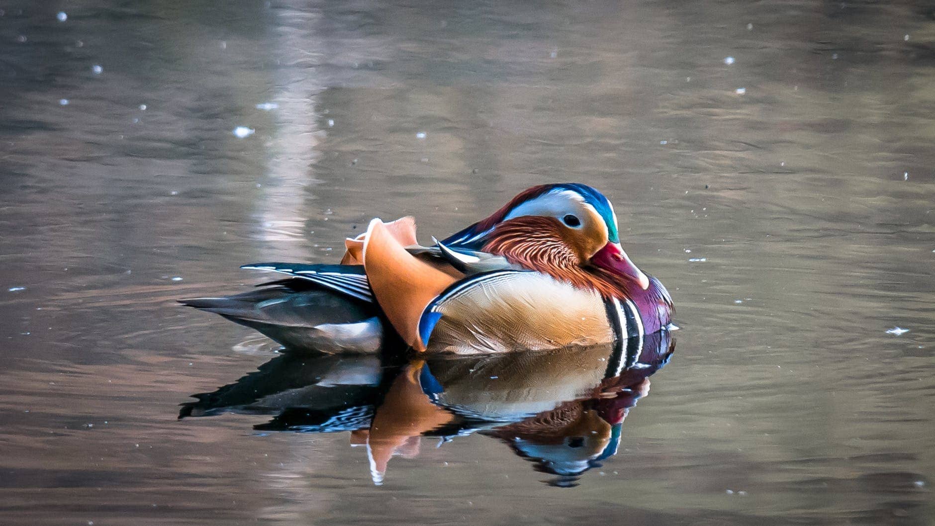 Lucky Duck