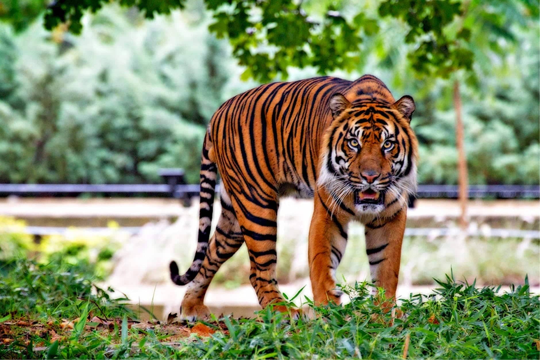 Endangered Animals