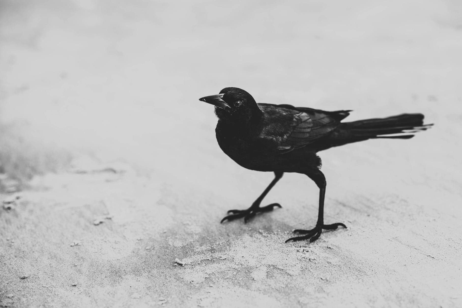 The Fox and the Crow