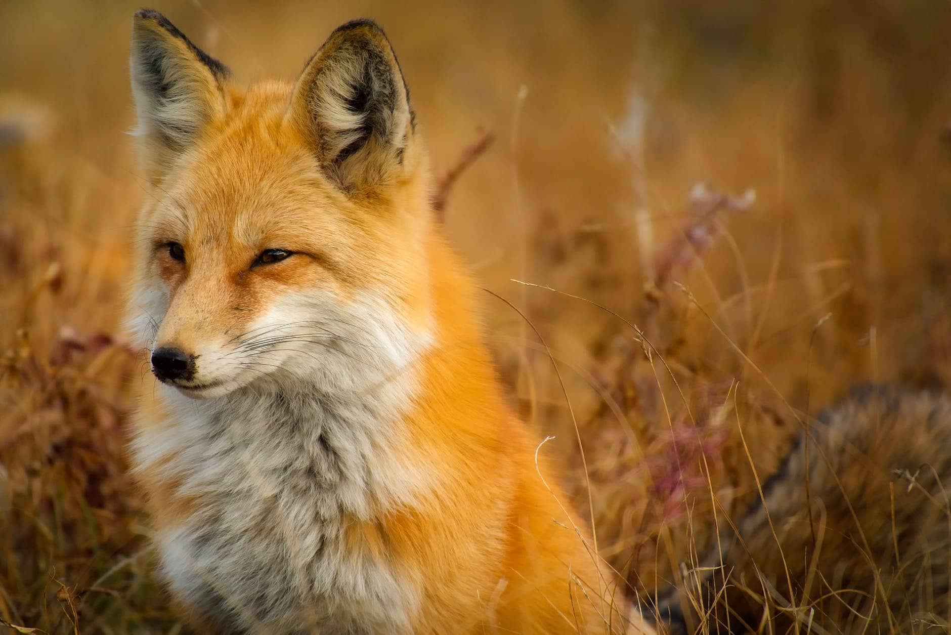 The Fox and the Crow