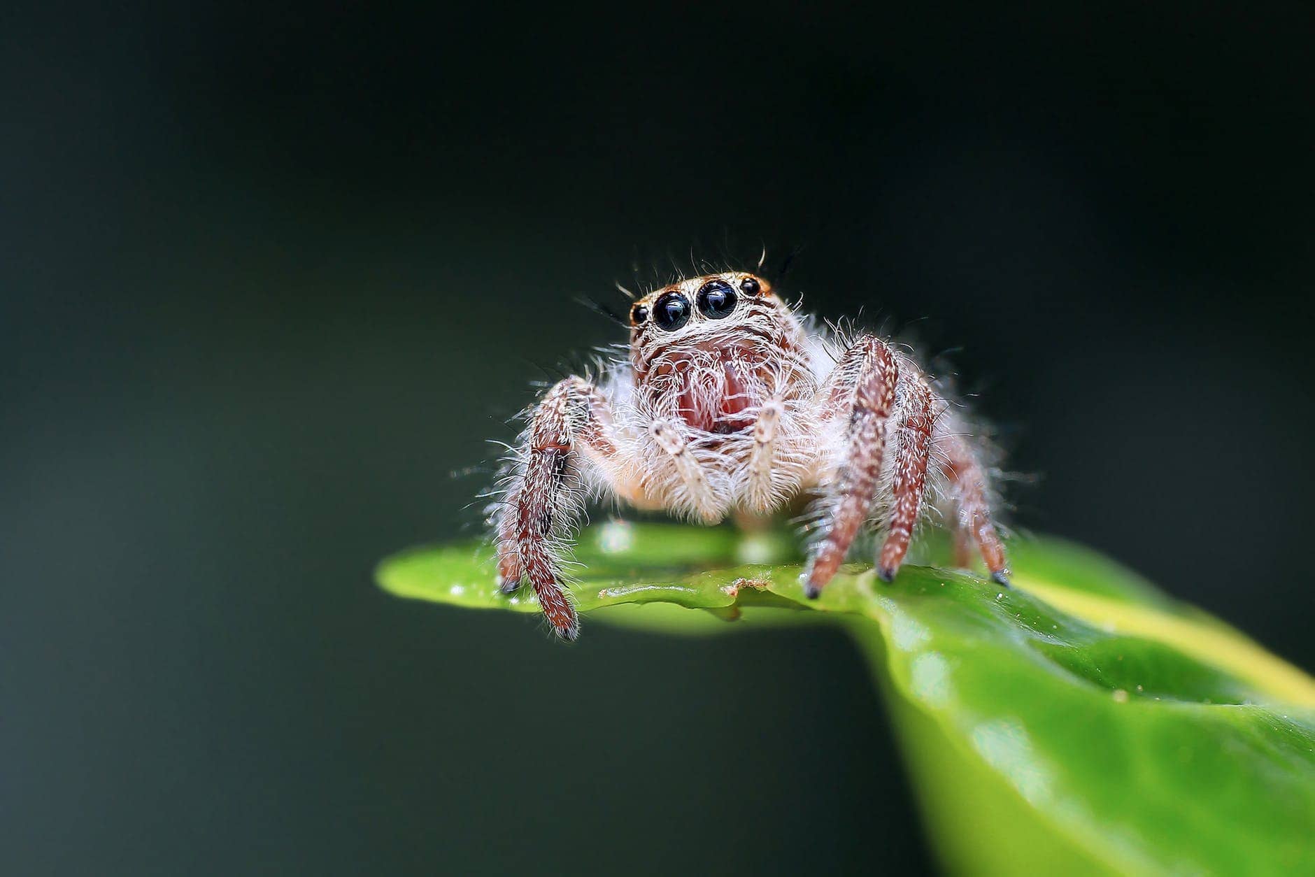 wolfspider