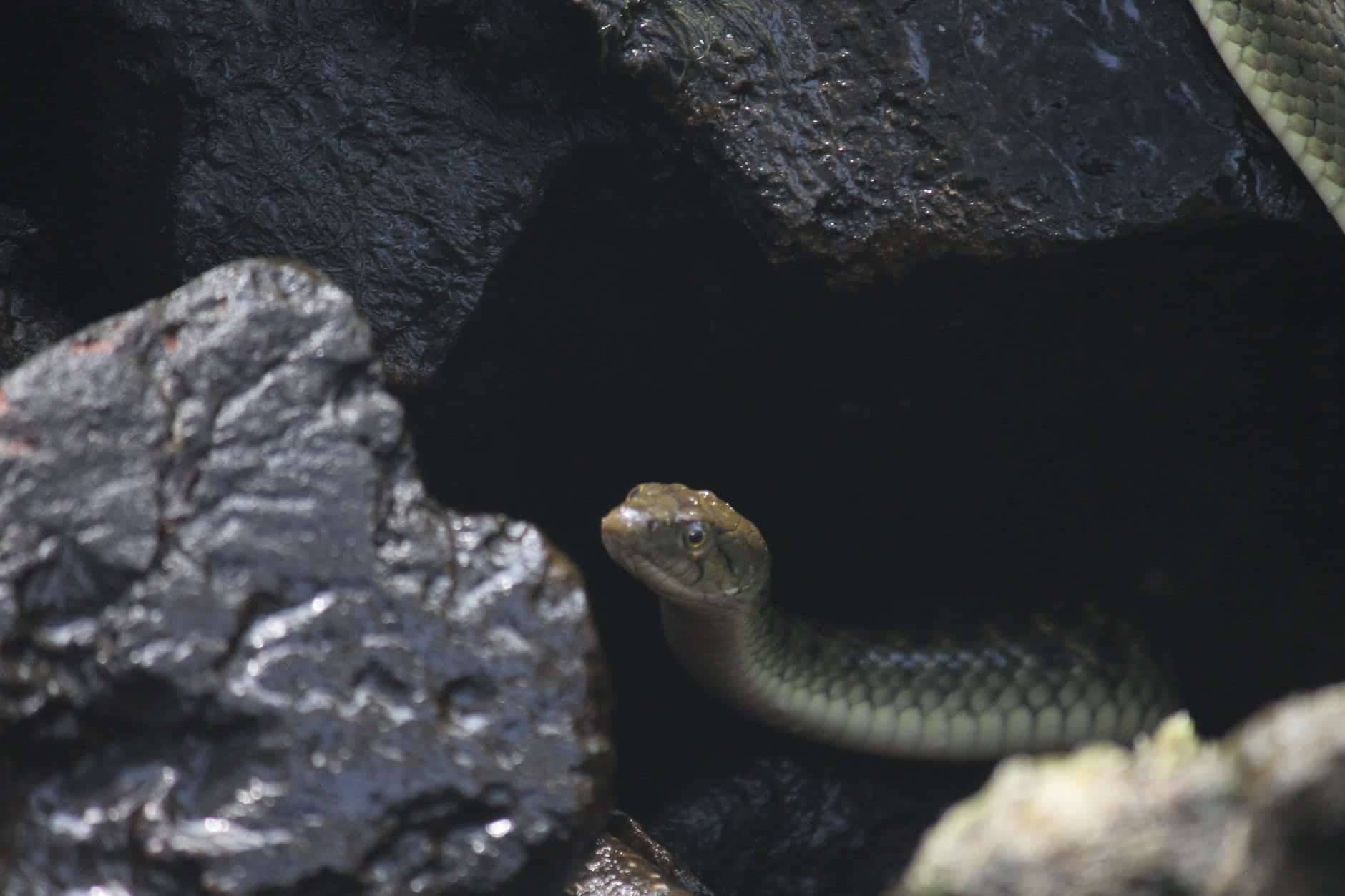 snake 