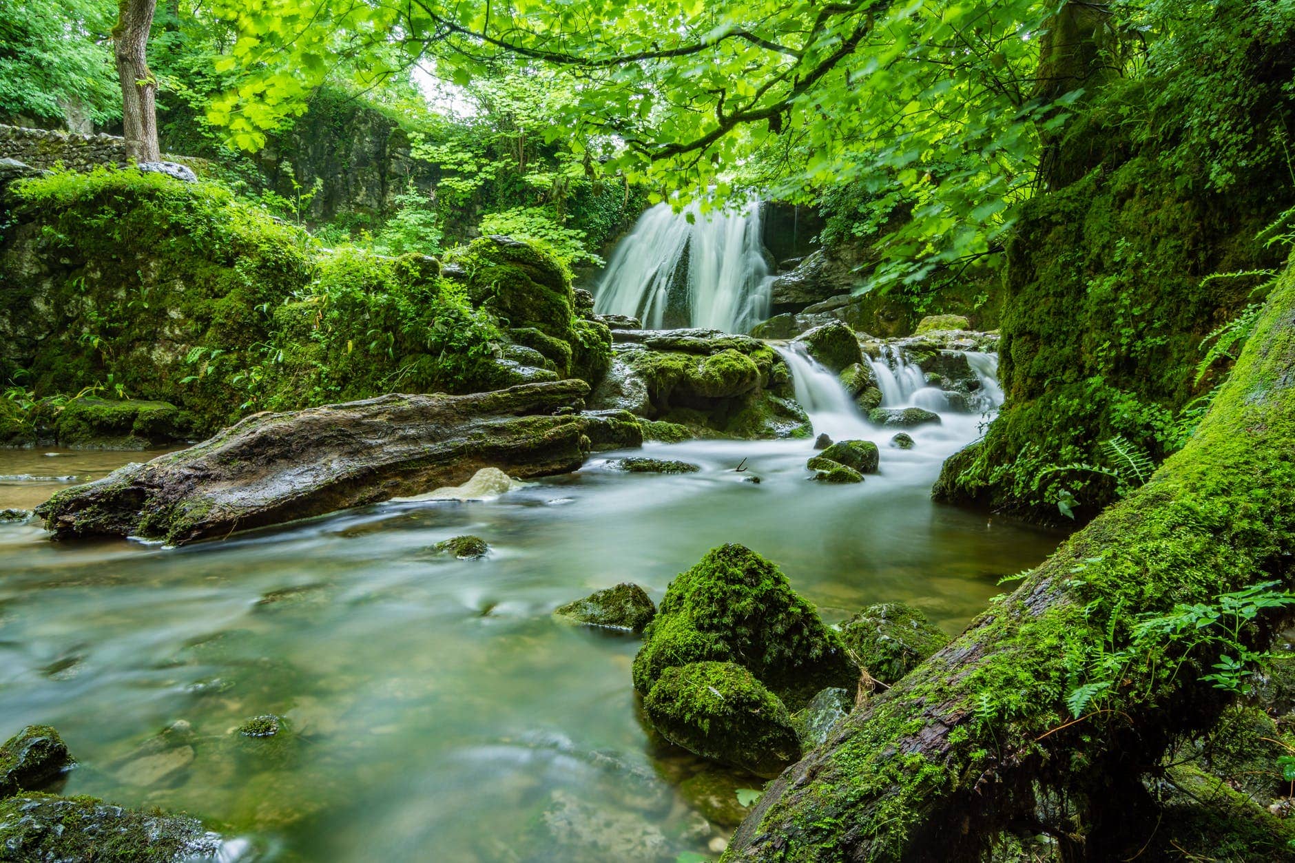 forest