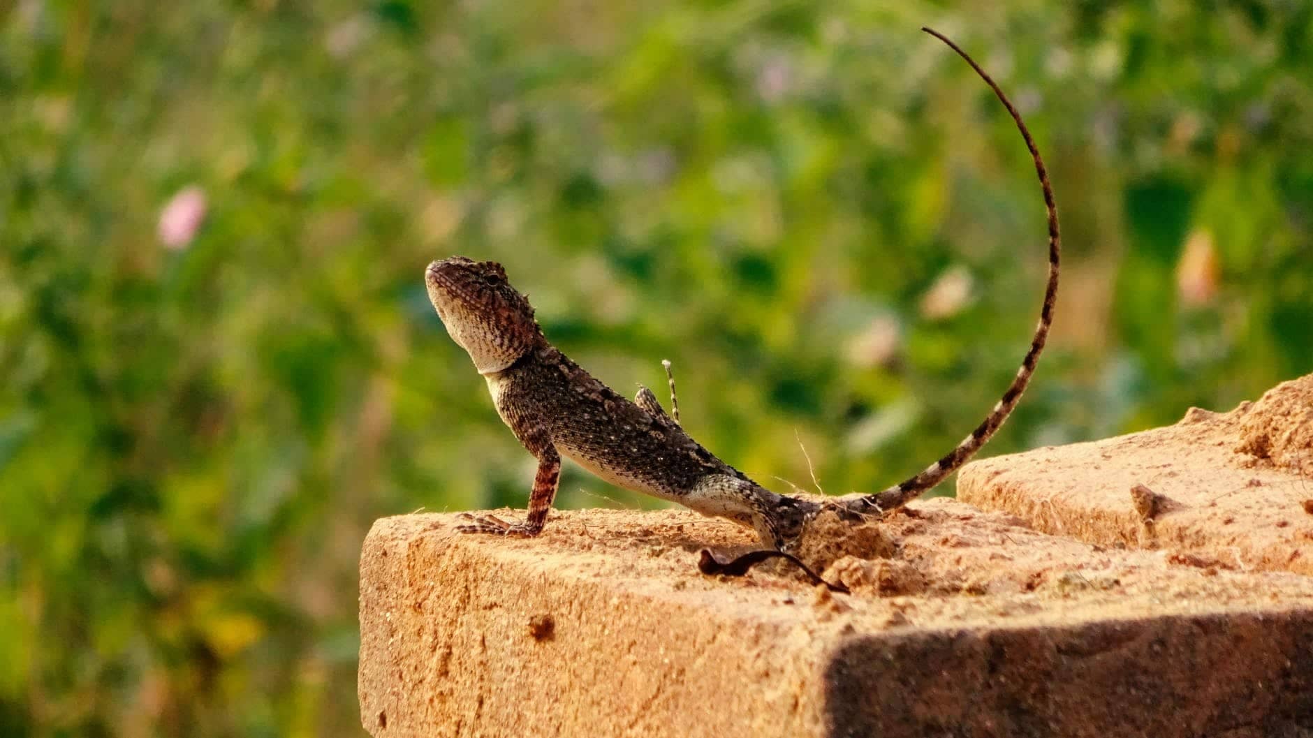Emma’s Strange Pet - gecko