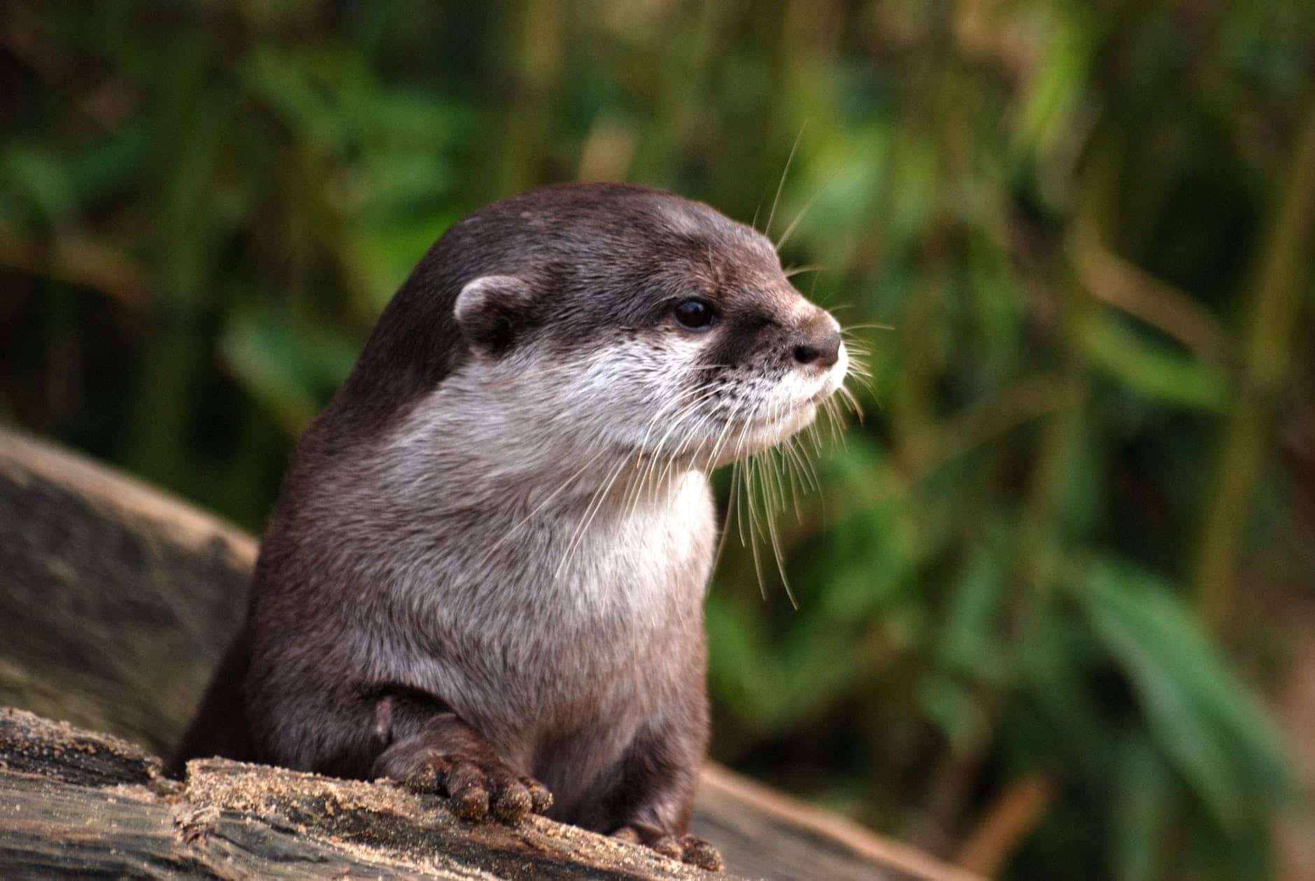 Oscar Otter
