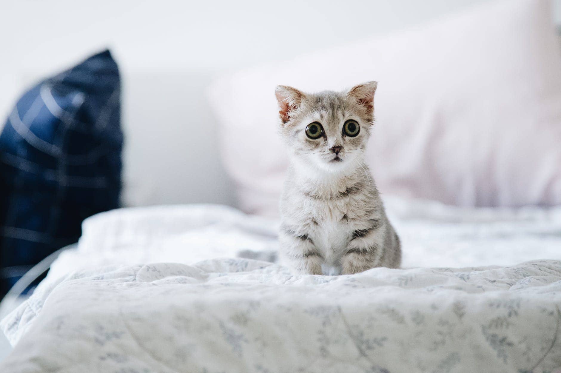 mittens