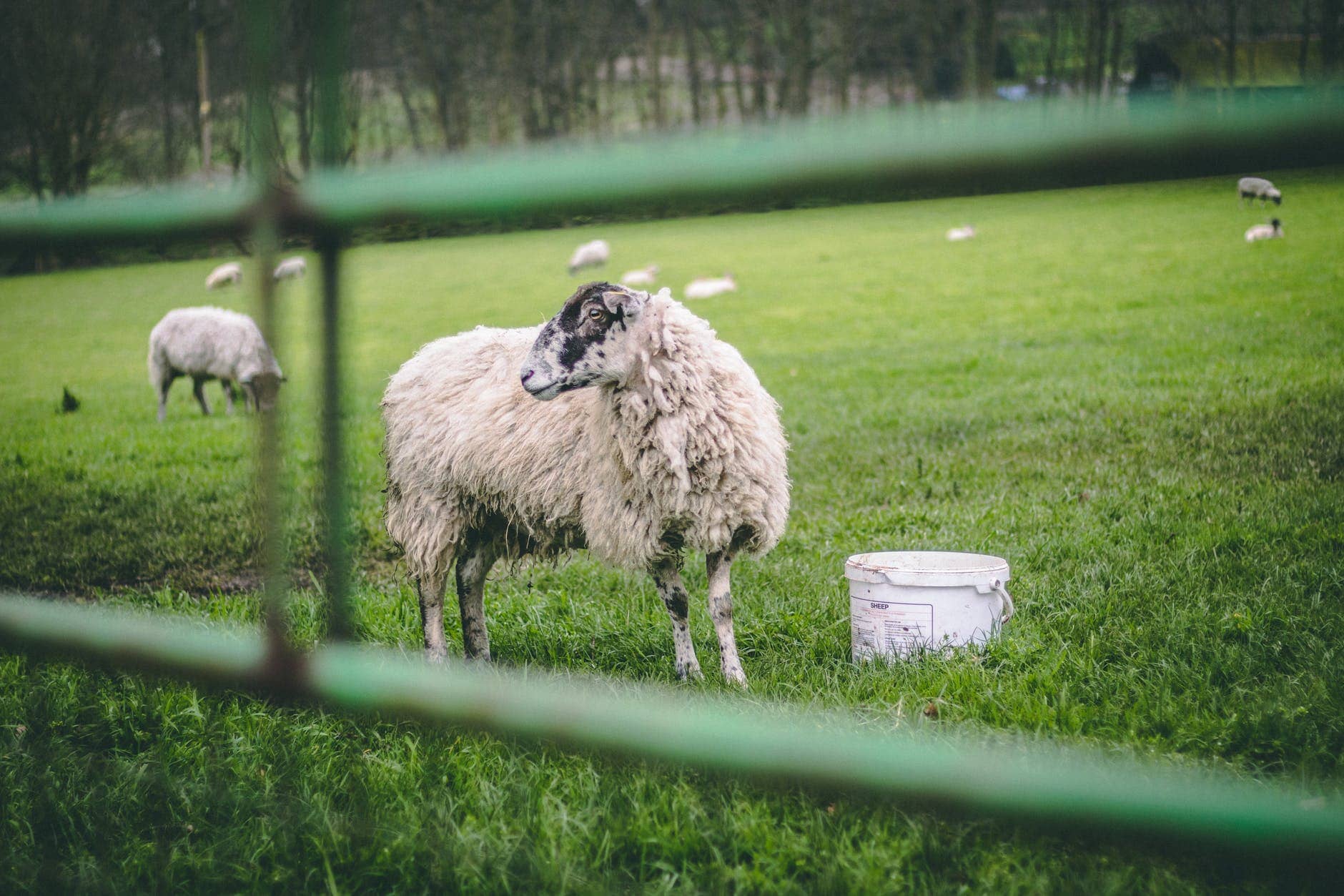 counting sheep