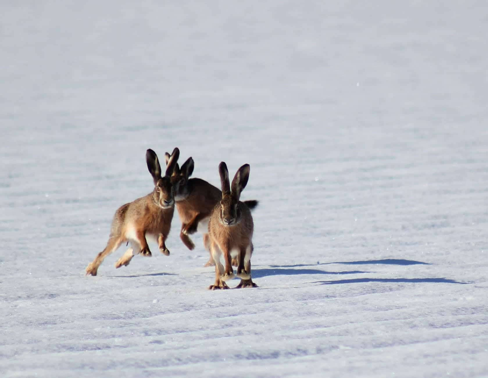 Hare