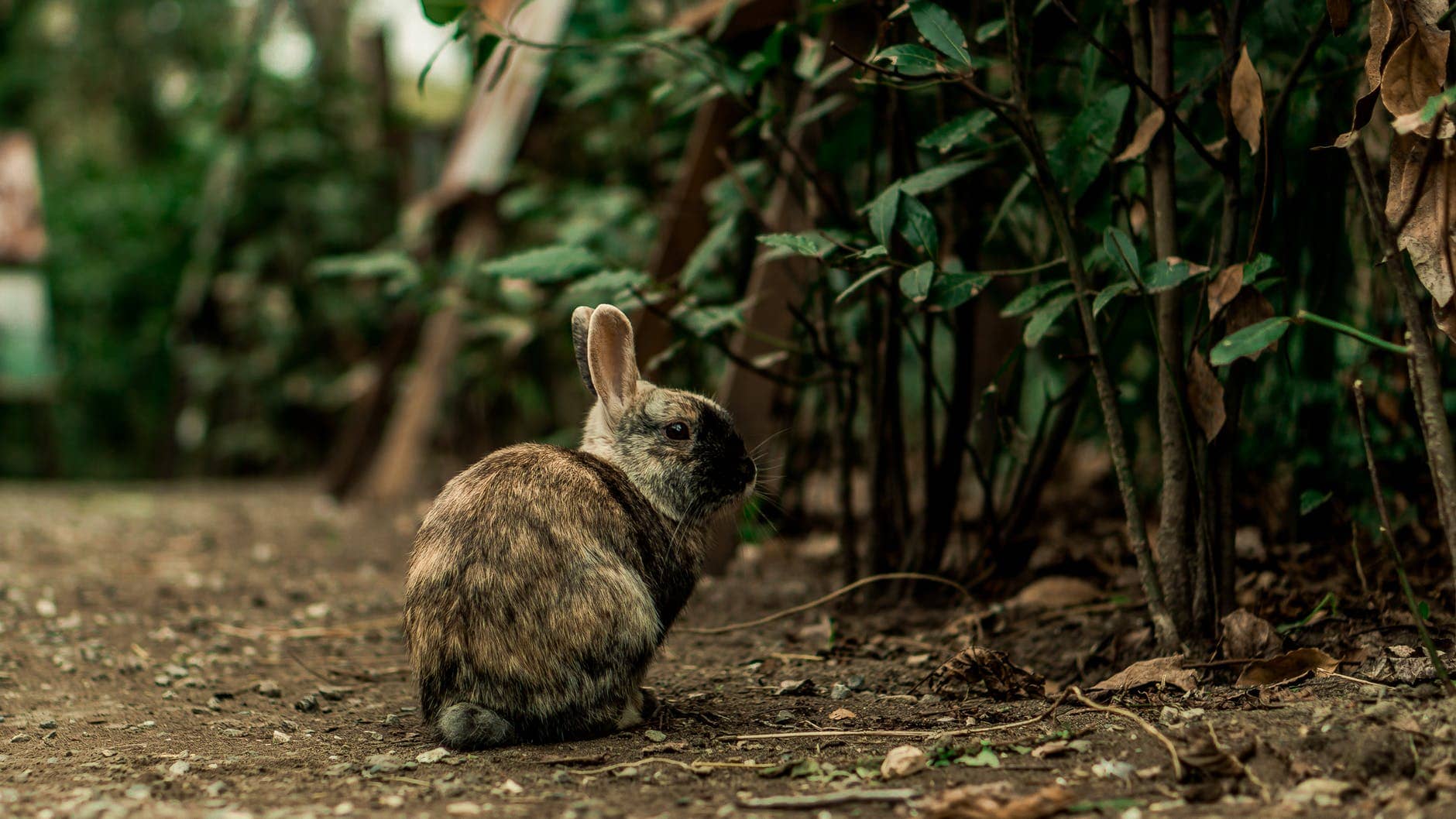 rabbit
