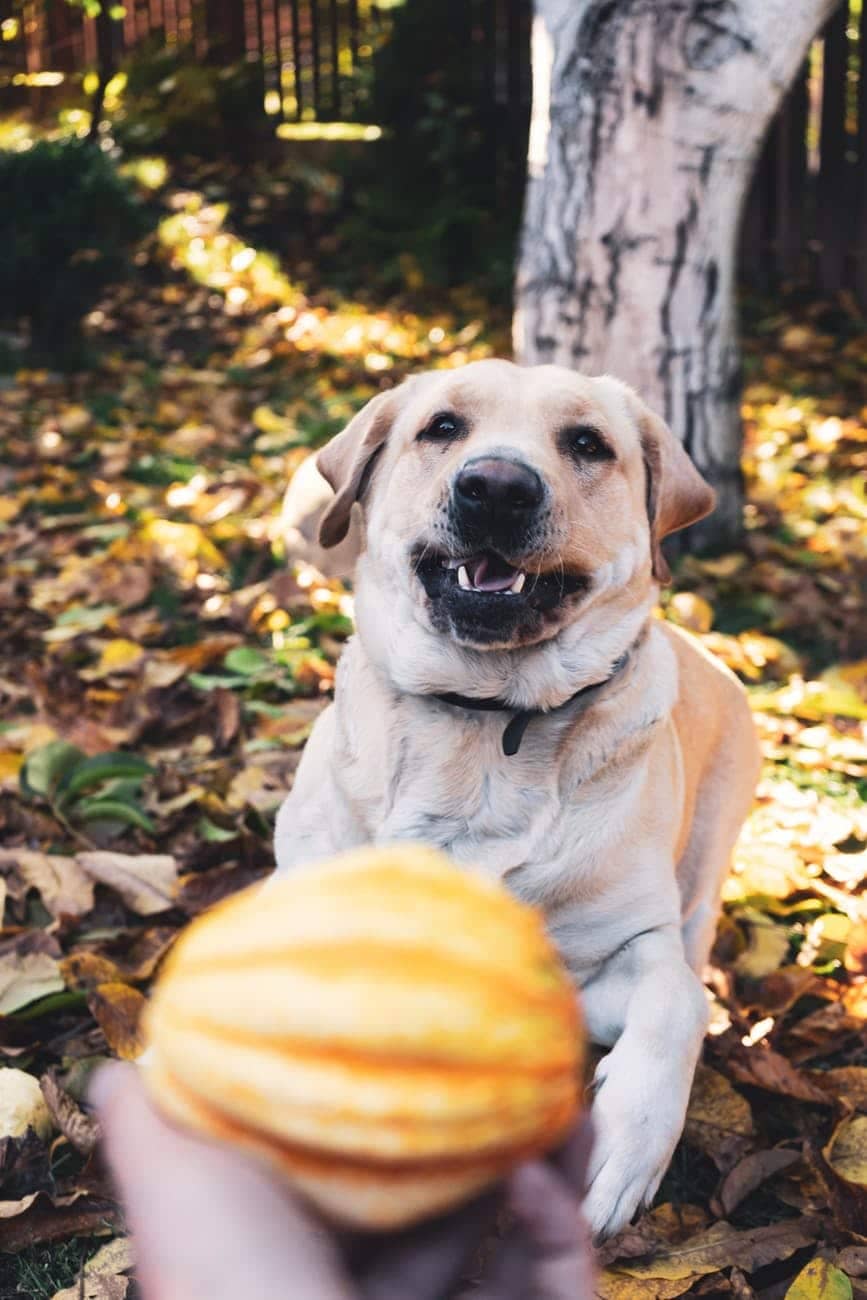 Strike Three, Marley!