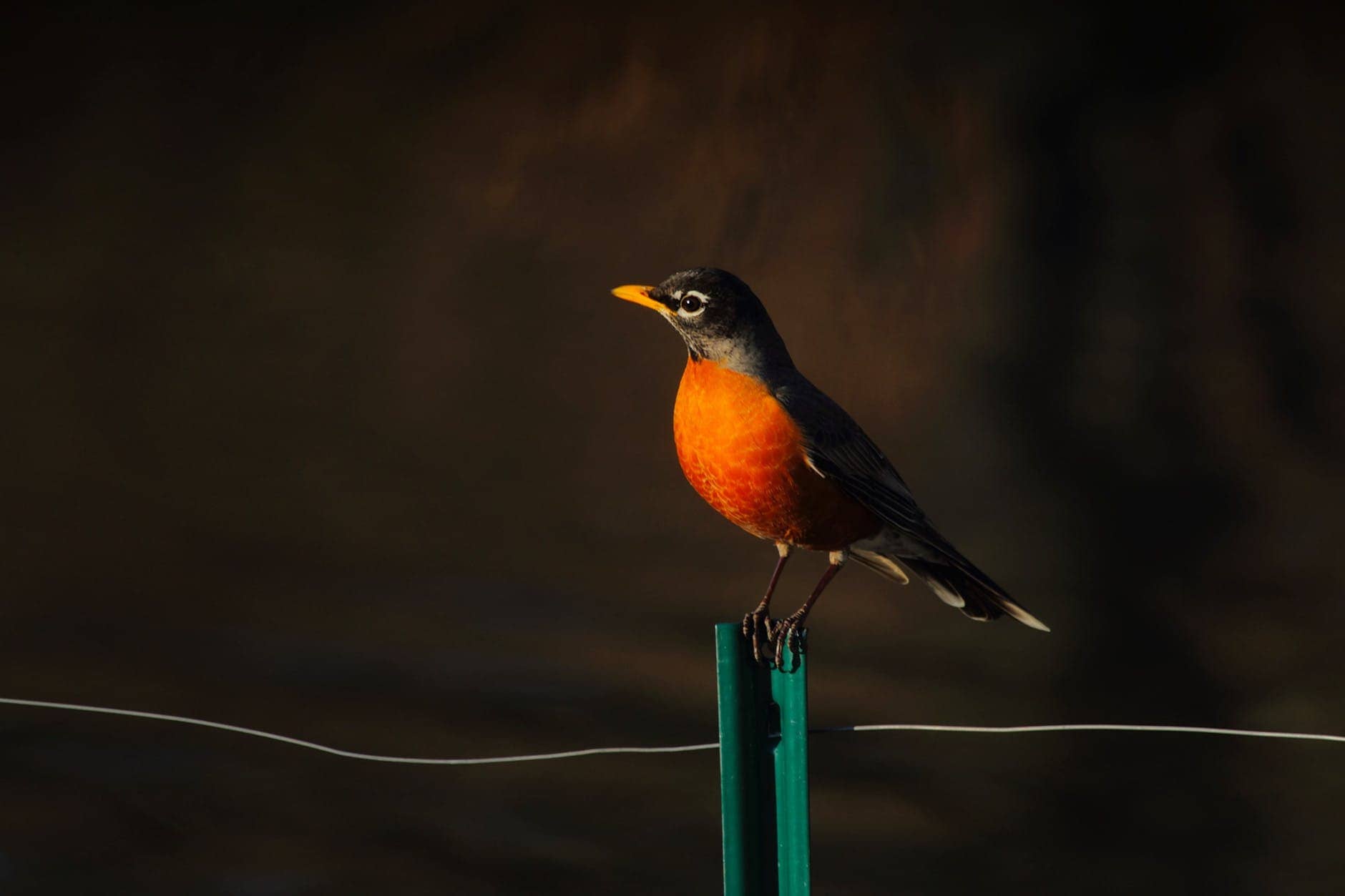 My Spring Robin